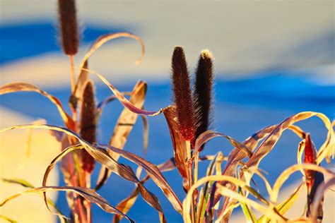 Cat Tails Free Stock Photo - Public Domain Pictures