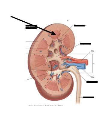 Renal Flashcards Memorang