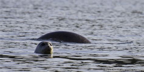 St. Andrews Ocean Adventures Whale Watching, St. Andrews, New Brunswick ...