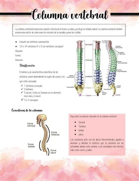 Columna Vertebral UDocz