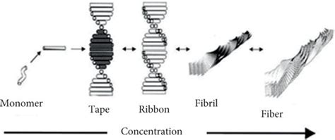 A Hierarchical Model Of Self Assembly From Monomer To Fiber B Download Scientific Diagram