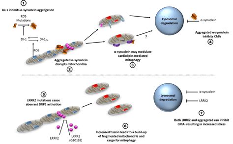 Overview Of The Roles Of α Synuclein And Lrrk2 In Mitochondrial