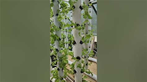 Aquaponic Growing Deep Water Culture And Vertical Tower Lettuce Youtube