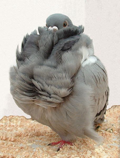 Chinese Owl Pigeon Encyclopedia Of Pigeon Breeds