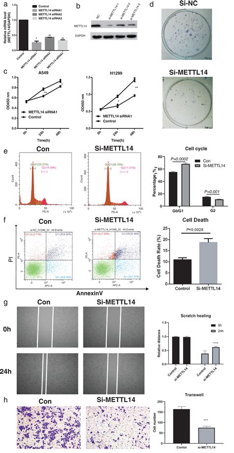 RNA M6A Methyltransferase METTL14 Promotes The Procession Of Nonsmall