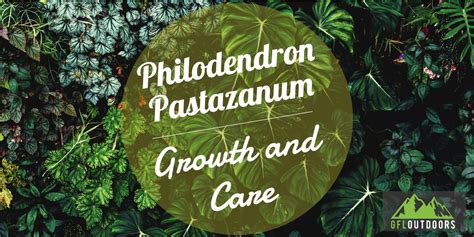 Philodendron Pastazanum Growth And Care Guide Gfl Outdoors