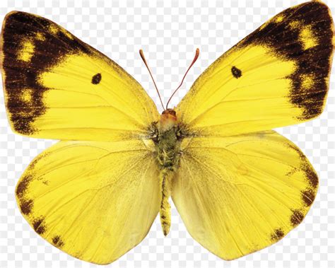 Borboleta De Polinizadores Compress O Sem Perdas Png Transparente Gr Tis