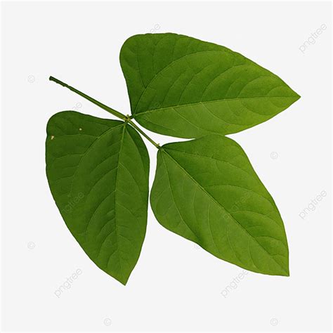 gambar daun kacang isolatd  alam hijau daun pohon alam rumput png