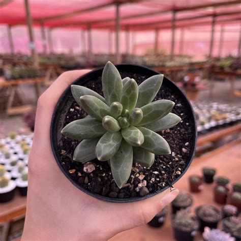 Pachyphytum Compactum Suculenta Diamante