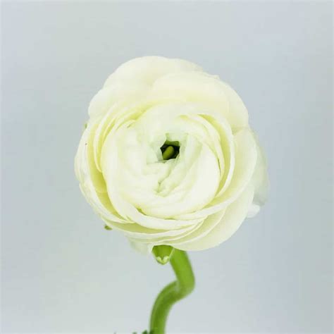 Ranunculus White Wholesale Bulk Flowers Cascade Floral