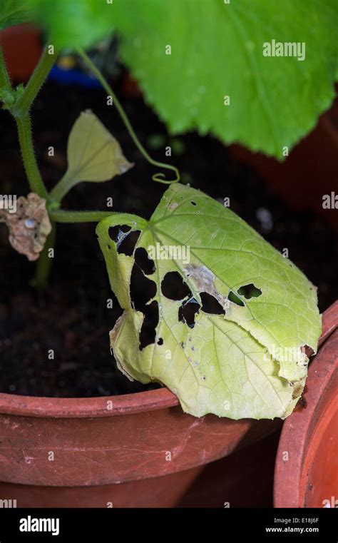 Slug And Snail Damage On A Young Cucumber Plant Leaf Stock Photo Alamy