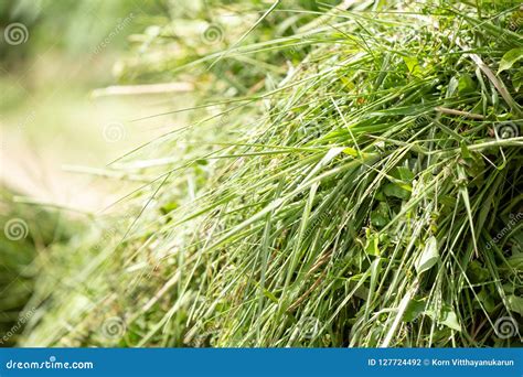 Fresh Green Grass For Cows Or Animal Feed Stock Photo Image Of Sweet