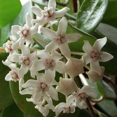 Хойя Лиза Аустралис: фото, уход в домашних условиях