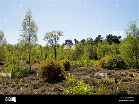 Skipwith Common North Yorkshire England Uk Stock Photo Alamy