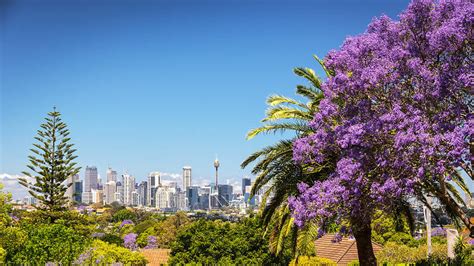 How The Jacaranda Became Sydneys Tree