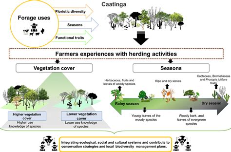 Diagrammatic representation for the effects of vegetation cover and... | Download Scientific Diagram