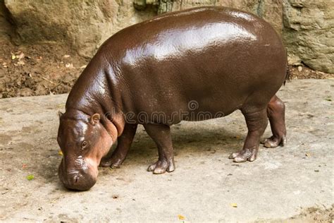 Hippo Eat Grass Royalty Free Stock Photography - Image: 26909337