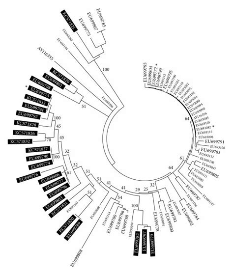 Fitch Margoliash Consensus Tree Of The Cytb Haplotypes Of Bga Bgp And