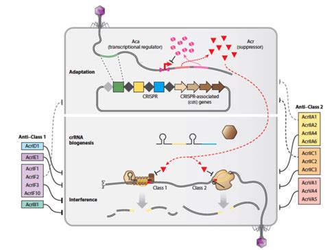 9 Functions And Mechanisms Of Anti CRISPR Proteins The Acrs With Known