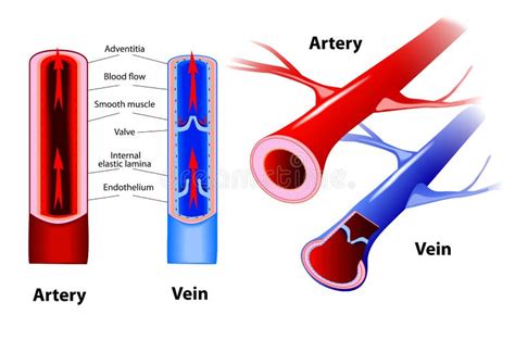 Anatomía De Vena Y Arteria Comparación Y Diferencia Ilustración del