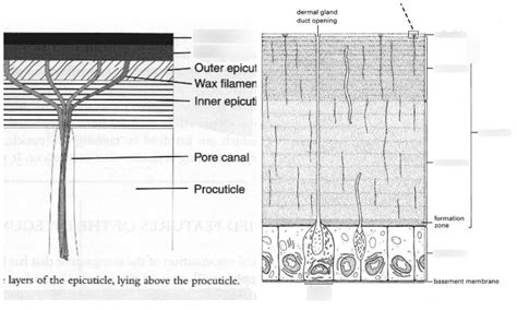 Entomology Epicuticle And Procuticle Layers Diagram Quizlet