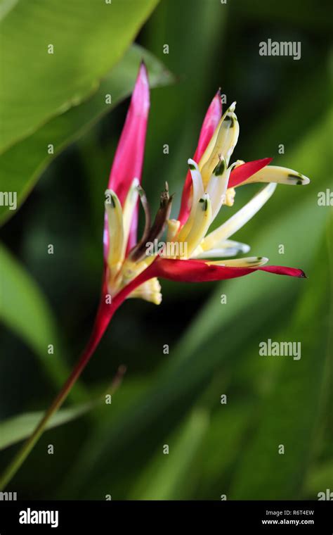 Heliconia Heliconia Psittacorum Lady Di Stock Photo Alamy