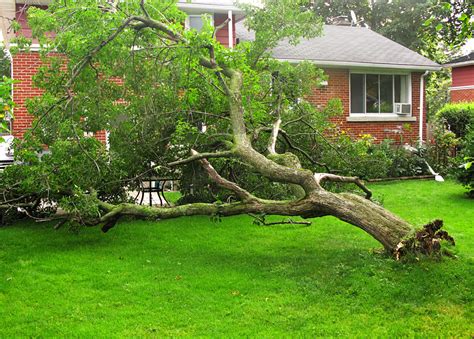 Does Insurance Cover Tree Damage?