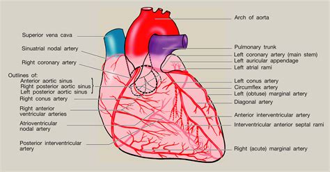 Anatomy of the heart - Surgery - Oxford International Edition