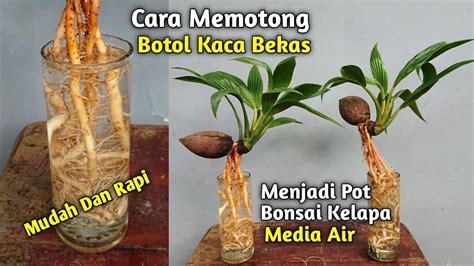 Cara Membuat Pot Dari Botol Kaca Bekas Untuk Bonsai Kelapa Media Air