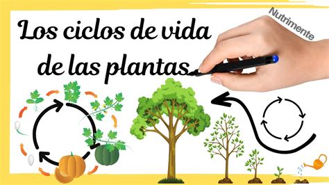 Los Ciclos De Vida De Las Plantas Alternancia De Generaciones Youtube