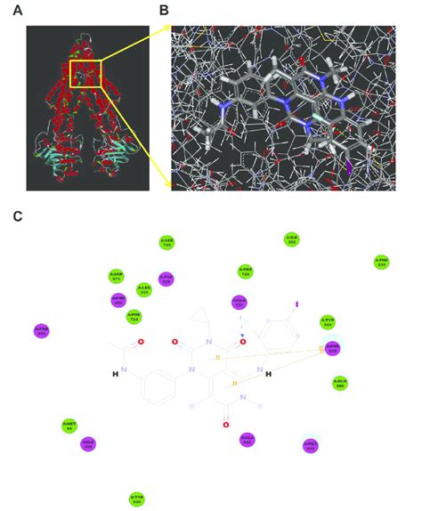 Model For Binding Of Trametinib To Abcb1 The Ribbon Diagram Of 3d Download Scientific Diagram