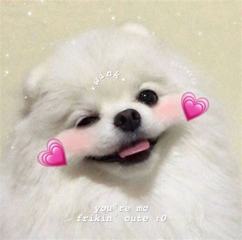 Love Aesthetic Et Puppy Image Sur We Heart It Cute Cat Memes Cute