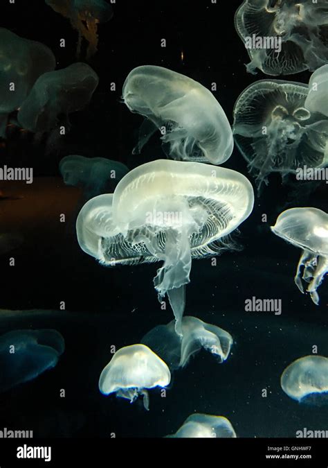 Moon Jellyfish Aurelia Aurita Stock Photo Alamy