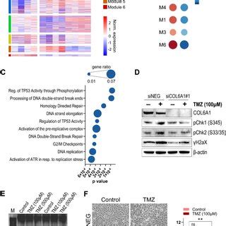 Col Correlated Genes Sustain Chemotherapy Resistance In Gbm Cells A