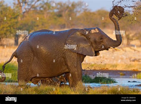 Afrikanischer Elefant Loxodonta Africana Bush Africano Elefante