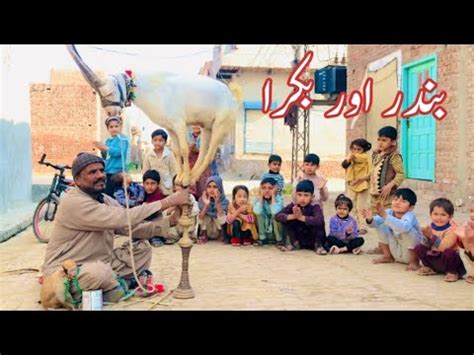 Bandar Or Bakra Bandar Ka Tmasha Bandar Ka Khel Monkey Funny Video