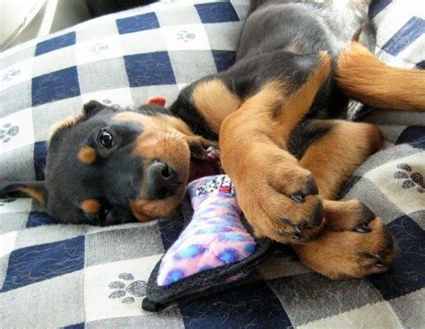 Two Puppies Laying On Top Of A Bed Next To Each Other