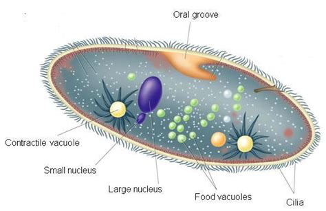 Unicellular organisms - Rumney Marsh Academy Science Revere, Massachusetts