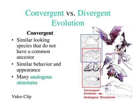 Ppt Natural Selection Speciation And Evolution Powerpoint