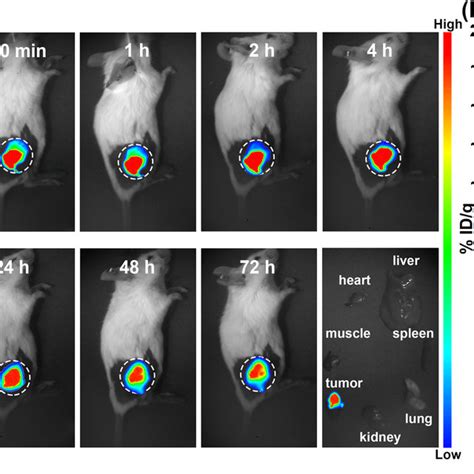 A Schematic Illustration Of Bilateral CT26 Tumor Bearing Mice