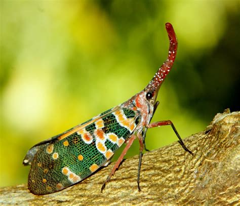 Photographic Wildlife Stories in UK/Hong Kong: Lantern Bug