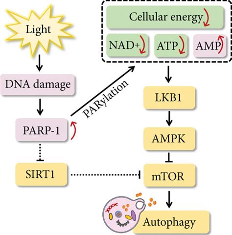 Parp Dependent Autophagy The Massive Synthesis Of Par Parylation