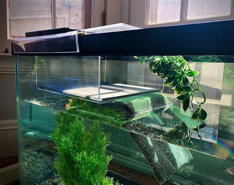 Awesome Turtle Tanks