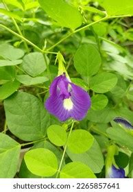 Blue Butterfly Pea Flower Plant Stock Photo 2265857641 | Shutterstock