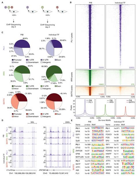 Pu Has Dominant And Independent Chromatin Targeting Capacity