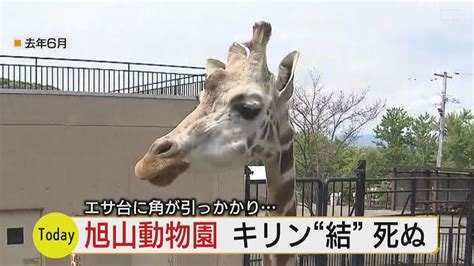 旭山動物園のキリン死ぬ エサ台に角が引っ掛かり抜けず死因は脊椎損傷か 動物園は8日に説明へ Youtube