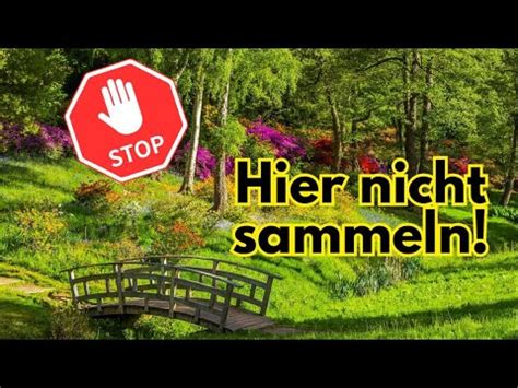 Wildkräuter sammeln Vermeide diese Orte YouTube