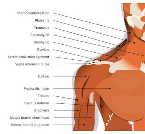 Shoulder And Neck Pain On Right Side: Understanding Symptoms