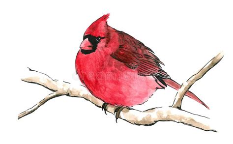 Red Cardinal Bird On Tree Branch Stock Illustration Image