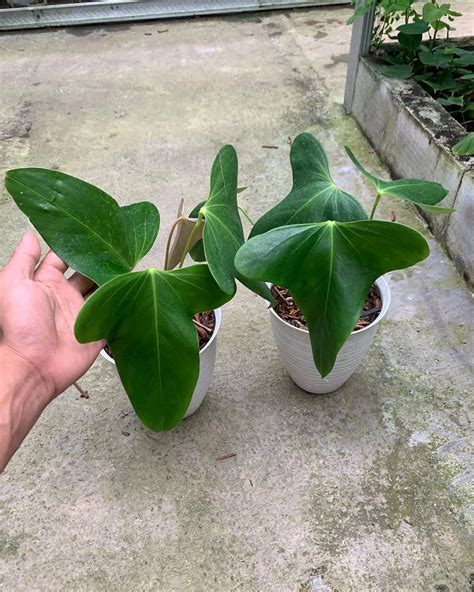 Indoor Care For Anthurium Subsignatum A Complete Guide